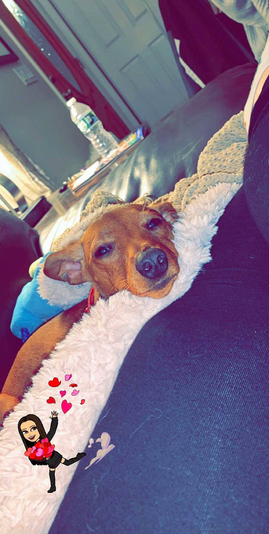 Freddy joined the competition — help win amazing prizes! canidae, carnivore, dog, dog_breed