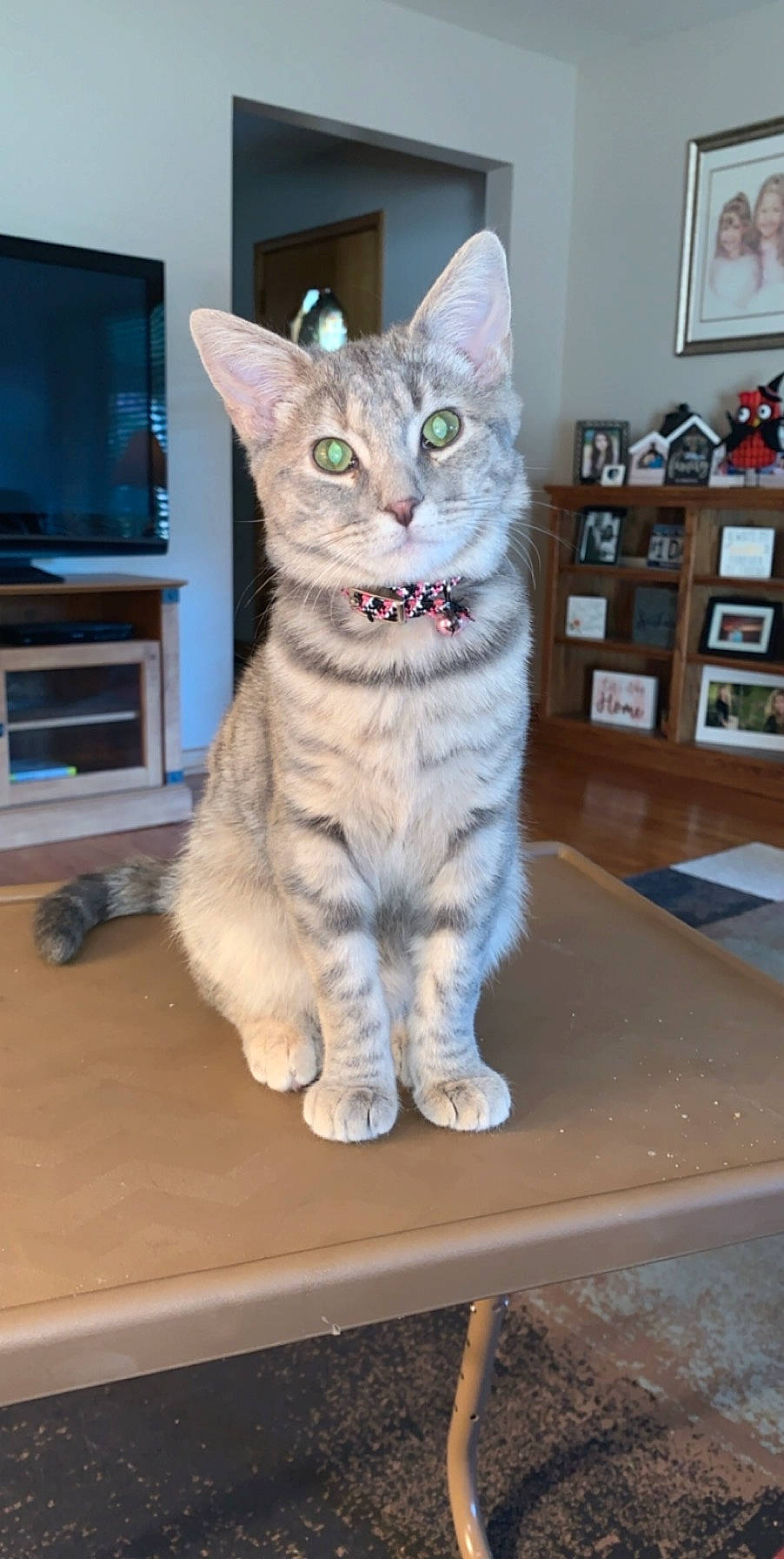 Nala joined the competition — help win amazing prizes! aegean_cat, american_shorthair, asian, australian_mist, california_spangled, carnivore, cat, domestic_short_haired_cat, dragon_li, european_shorthair, felidae, german_rex, kitten, mammal, oriental_shorthair, polydactyl_cat, small_to_medium_sized_cats, tabby_cat, vertebrate, whiskers