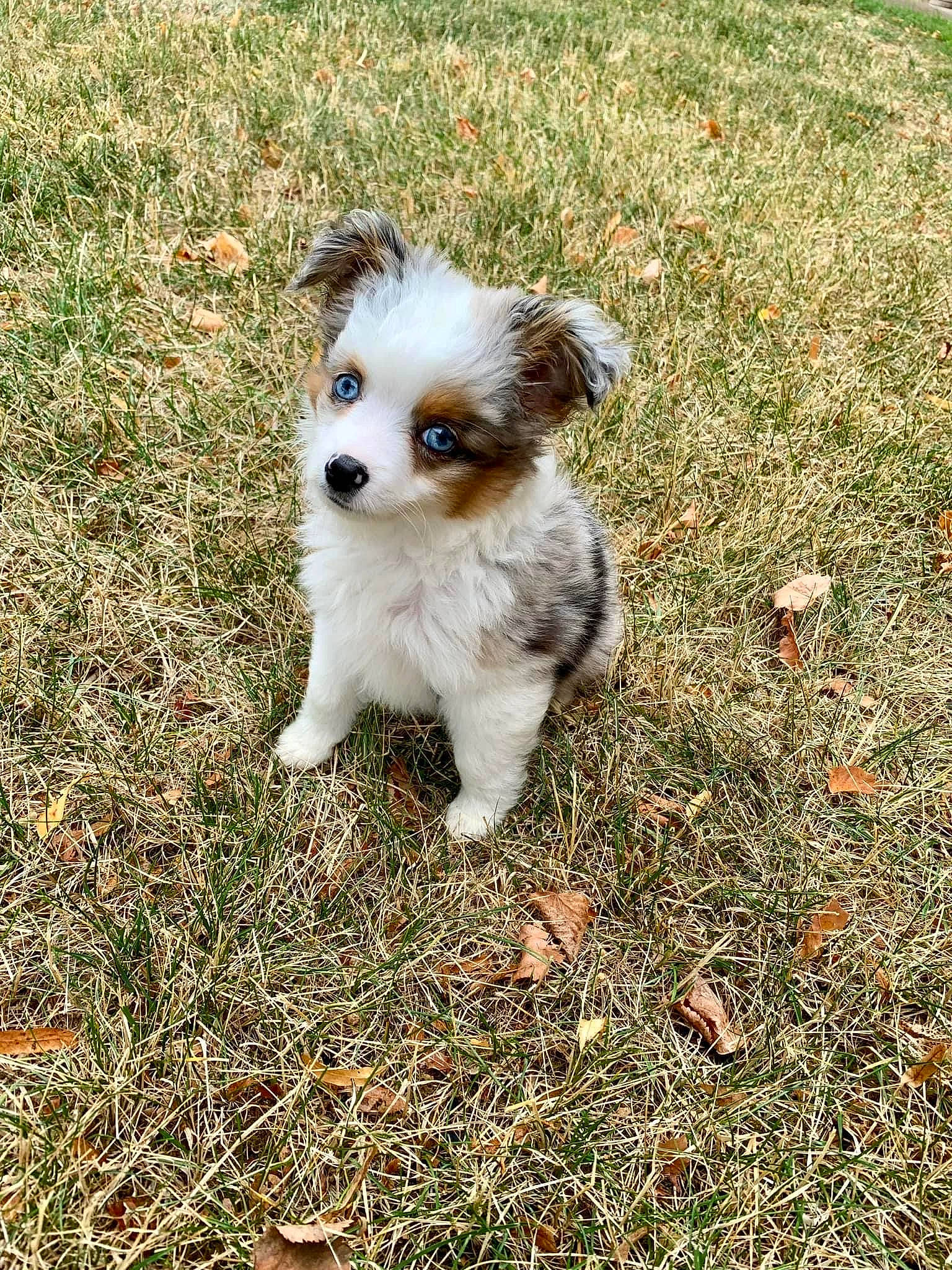 Harlow is registered to the contest to win money with this photo: canidae, carnivore, companion_dog, dog, dog_breed, fawn, fur, grass, liver, mal_shi, maltepoo, plant, snout, soil, sporting_group, terrestrial_animal, terrier, toy_dog, whiskers, working_animal