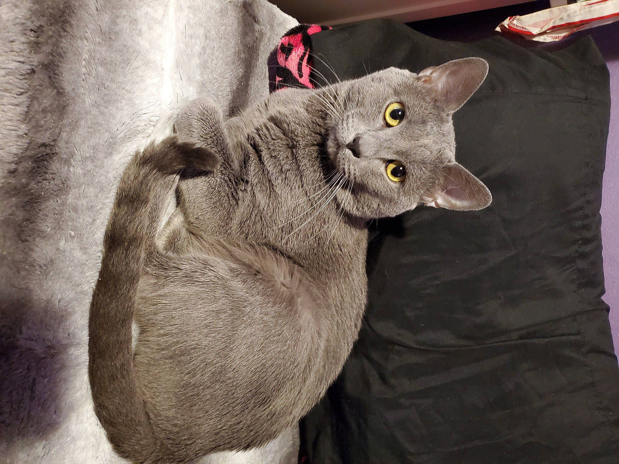 Cheshire joined the competition — help win amazing prizes! asian, british_shorthair, burmese, carnivore, cat, chartreux, domestic_short_haired_cat, felidae, korat, mammal, nebelung, russian_blue, small_to_medium_sized_cats, snout, vertebrate, whiskers