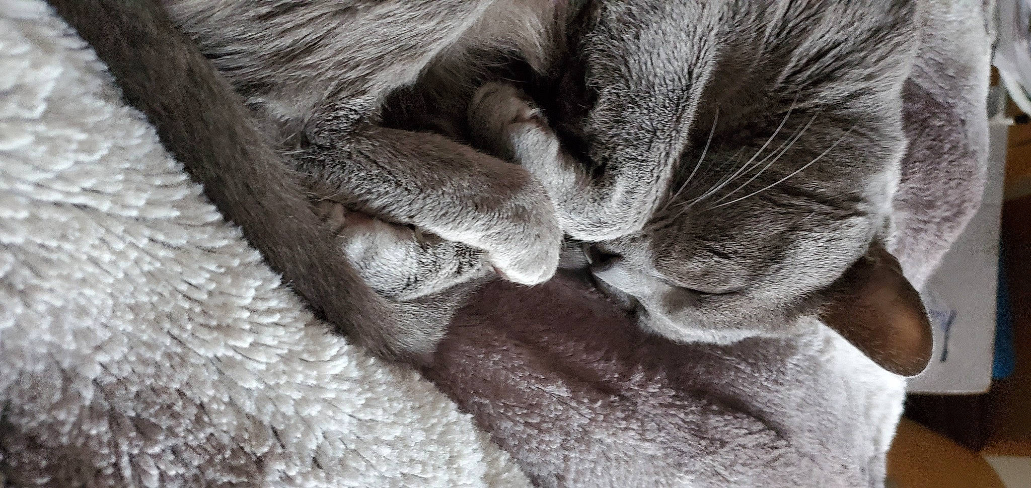 Cheshire is registered to the contest to win money with this photo: black_and_white, british_shorthair, carnivore, cat, chartreux, claw, close_up, felidae, fur, hand, kitten, korat, nap, nebelung, paw, russian_blue, sleep, small_to_medium_sized_cats, snout, whiskers