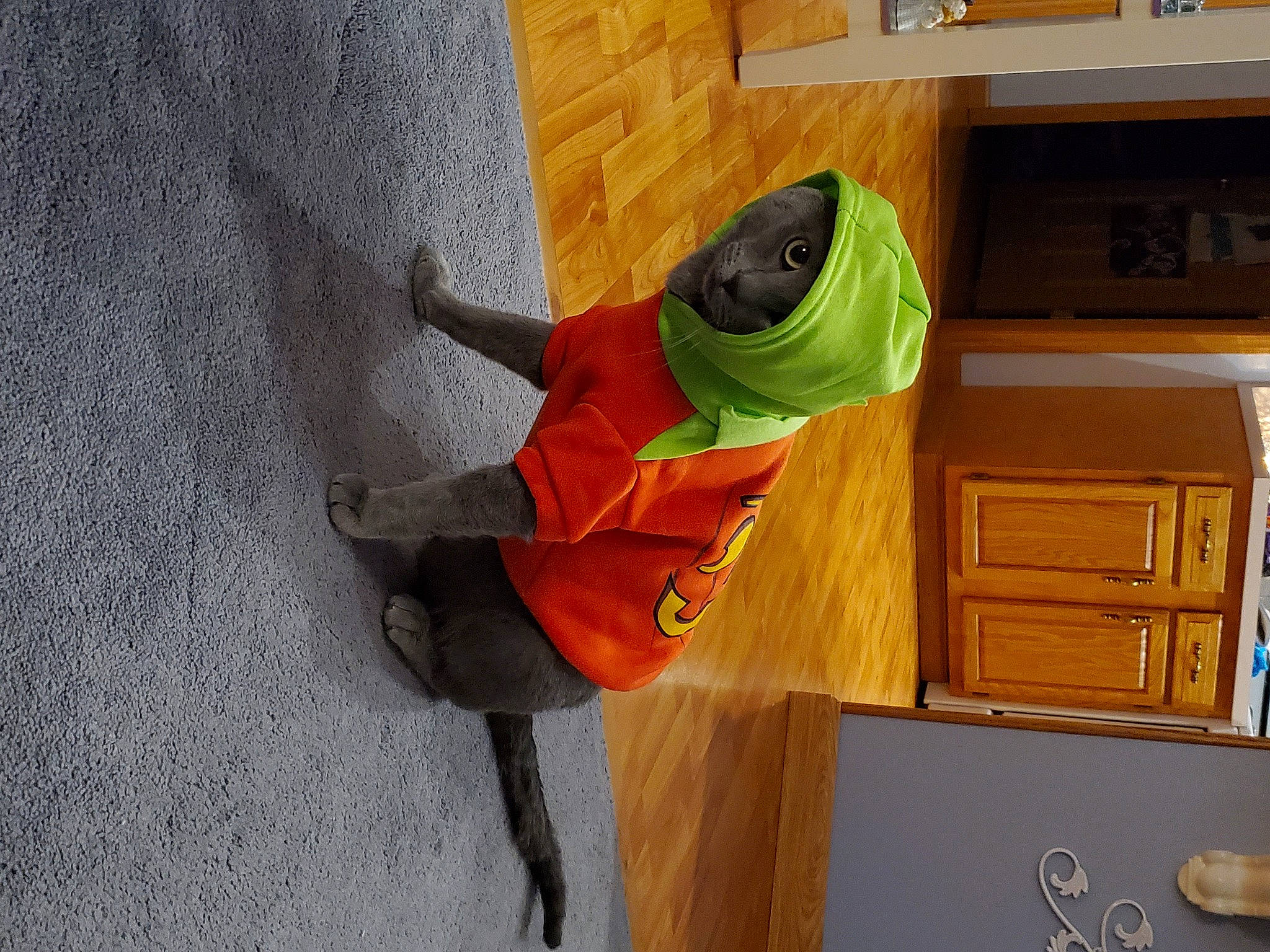 Cheshire joined the competition — help win amazing prizes!