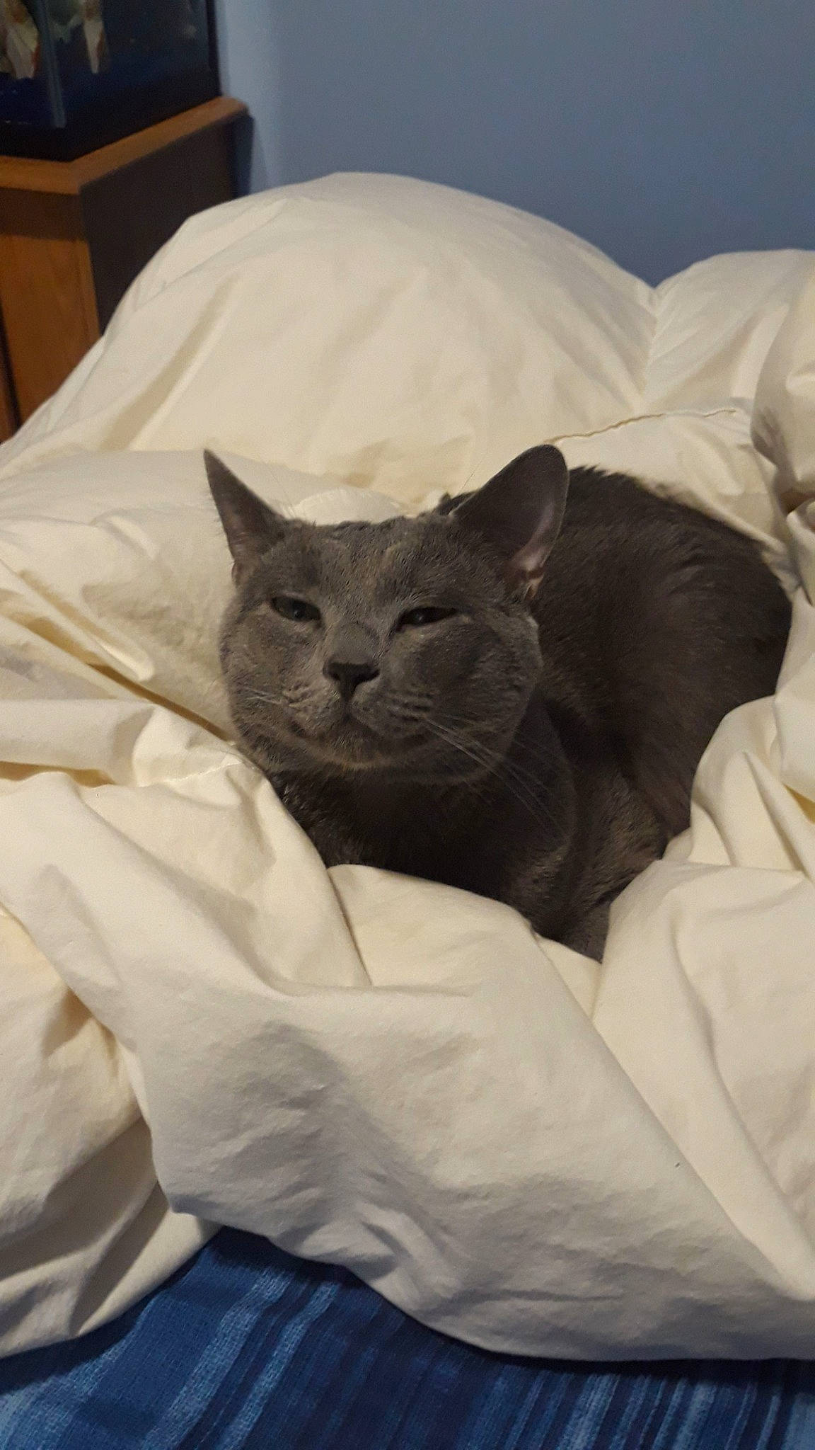 Cheshire joined the competition — help win amazing prizes! asian, black_cat, british_shorthair, burmese, carnivore, cat, chartreux, comfort, domestic_short_haired_cat, felidae, fur, korat, linens, mammal, nap, nebelung, russian_blue, small_to_medium_sized_cats, snout, whiskers