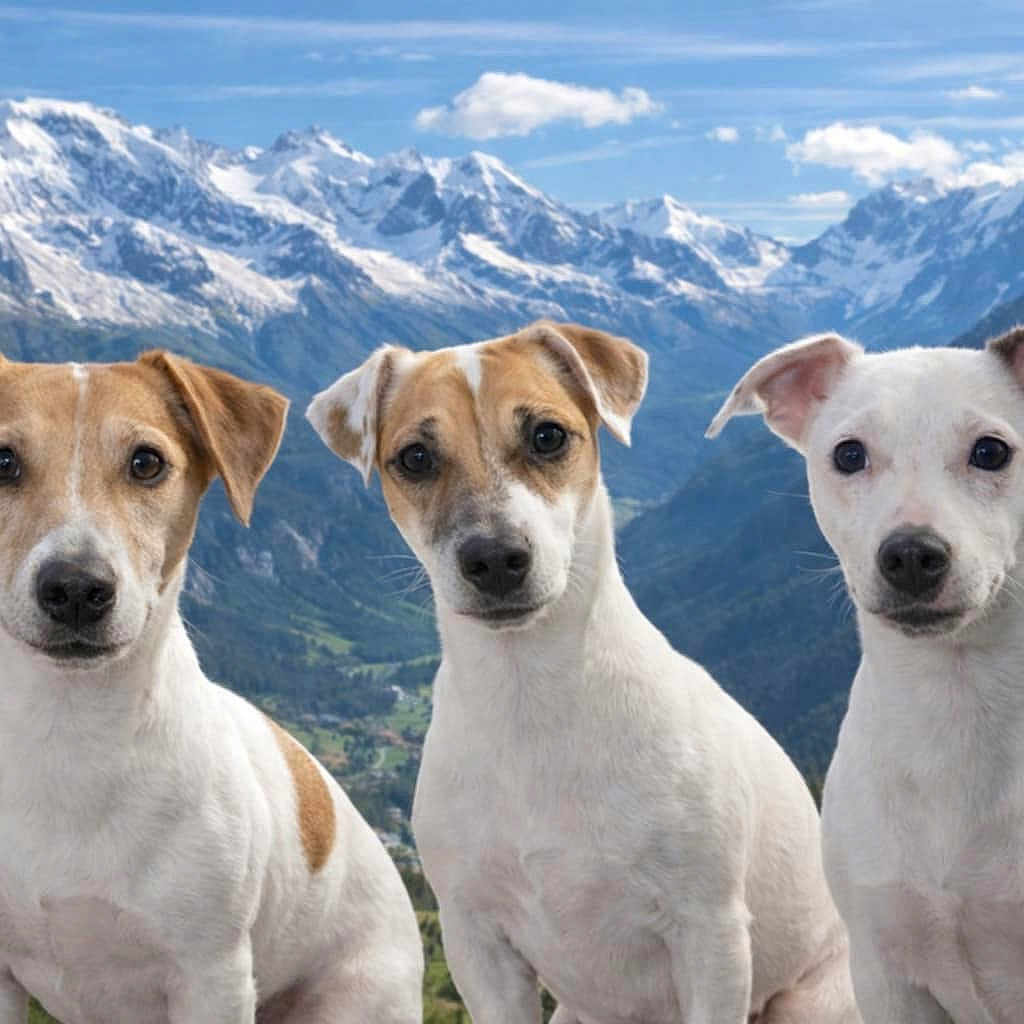Vesta Osiris Pipa a rejoint le concours — aidez-le/la à gagner de superbes lots ! alert, animal, canine, clouds, dog, forest, jack_russell_terrier, landscape, looking, mountains, nature, outdoor, pets, portrait, scenery, sky, snow, summer, three_dogs, valley