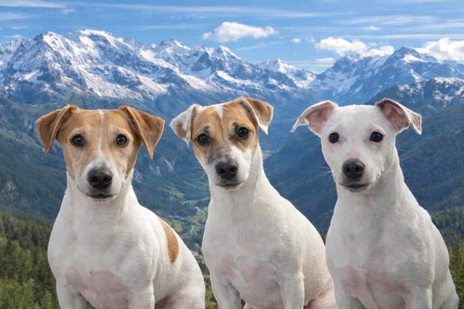 Vesta Osiris Pipa a rejoint le concours — aidez-le/la à gagner de superbes lots ! dog, jack_russell_terrier, mountains, snow, outdoor, nature, sky, clouds, valley, forest, pets, animal, three_dogs, portrait, looking, alert, canine, scenery, summer, landscape