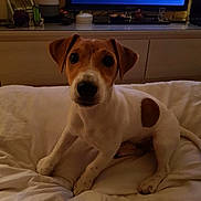 Osiris participe au concours pour gagner de l'argent avec cette photo : carnivoran, companion_dog, danish_swedish_farmdog, dog, dog_breed, dog_breed_group, dog_like_mammal, jack_russell_terrier, miniature_fox_terrier, parson_russell_terrier, russell_terrier, snout, tenterfield_terrier