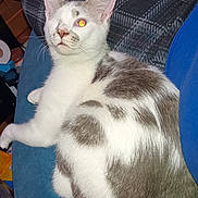 Radar joined the competition — help win amazing prizes! animal, blue_surface, cat, close_up, cozy, cute, domestic_cat, feline, fur_pattern, gray_fur, indoor, lying_down, one-eyed, pet, plaid_pattern, relaxed, resting, single_eye, whiskers, white_fur