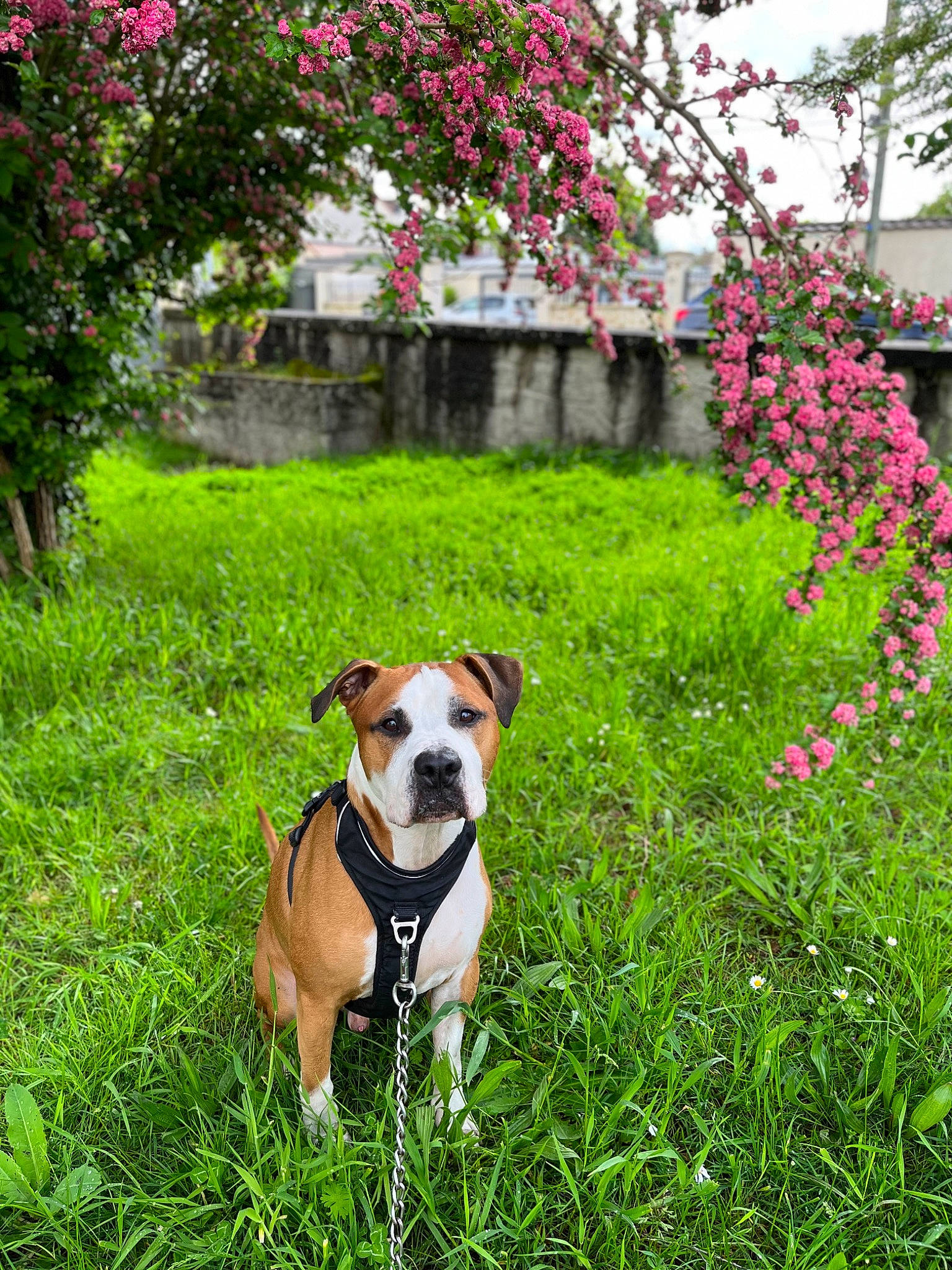 Tyson participe au concours pour gagner de l'argent avec cette photo : carnivore, collar, companion_dog, dog, dog_breed, dog_collar, fawn, flower, garden, grass, groundcover, landscape, landscaping, lawn, petal, plant, shrub, tail, tree, working_animal