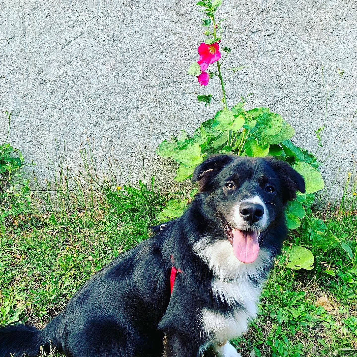 Thalès a rejoint le concours — aidez-le/la à gagner de superbes lots ! border_collie, canidae, carnivore, collar, companion_dog, dog, dog_breed, dog_collar, fur, grass, herding_dog, leash, plant, road_surface, snout, sporting_group, tail, whiskers, working_animal, working_dog