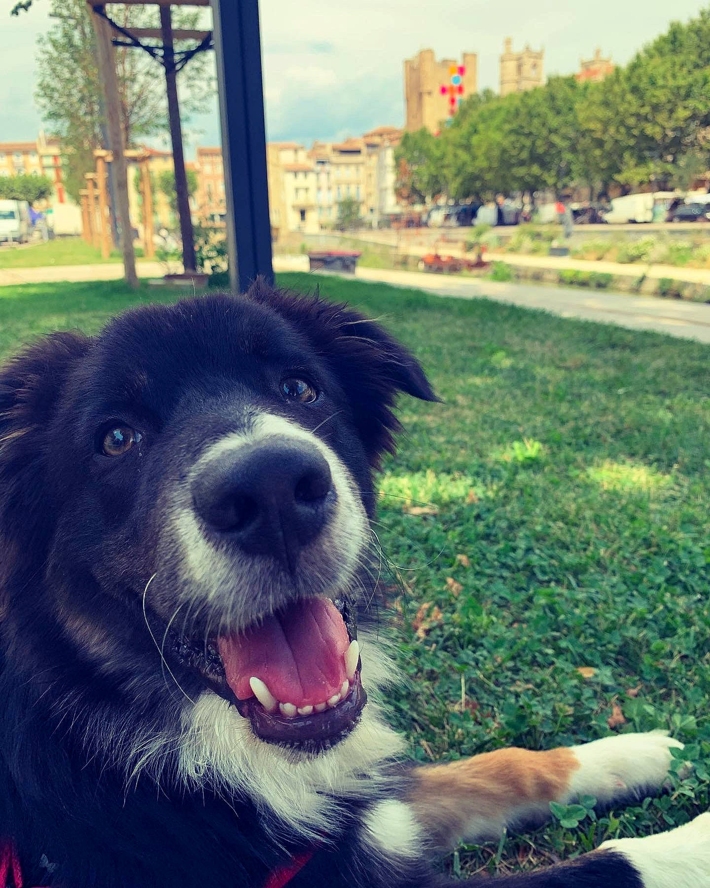 Thalès participe au concours pour gagner de l'argent avec cette photo : carnivore, cloud, collar, companion_dog, dog, dog_breed, dog_collar, fang, grass, green, happy, light, morning, plant, sky, snout, sporting_group, tints_and_shades, tree, working_animal