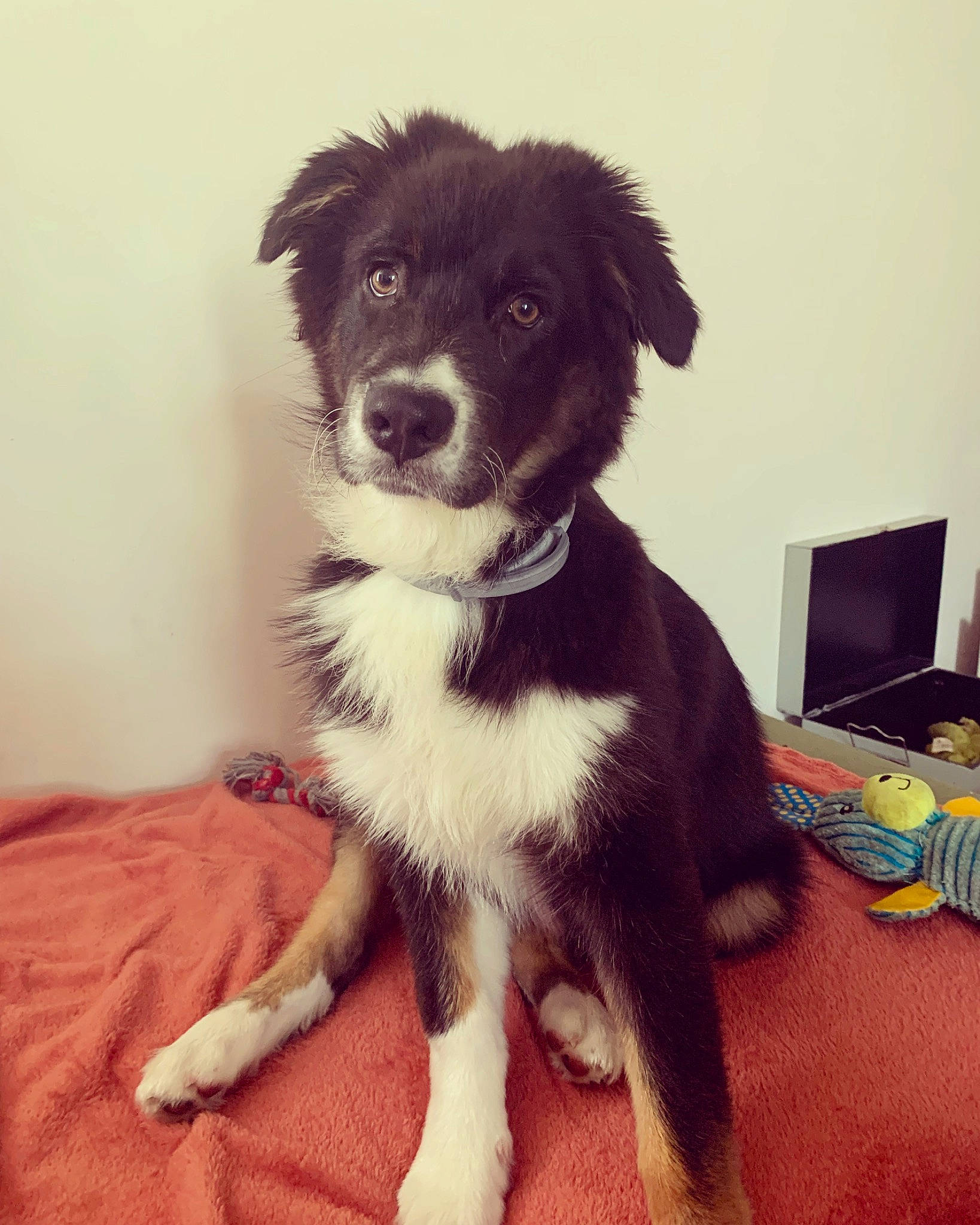 Thalès participe au concours pour gagner de l'argent avec cette photo : ancient_dog_breeds, border_collie, canidae, carnivore, companion_dog, computer_keyboard, computer_monitor, dog, dog_breed, fur, peripheral, snout, sporting_group, whiskers, working_animal, working_dog