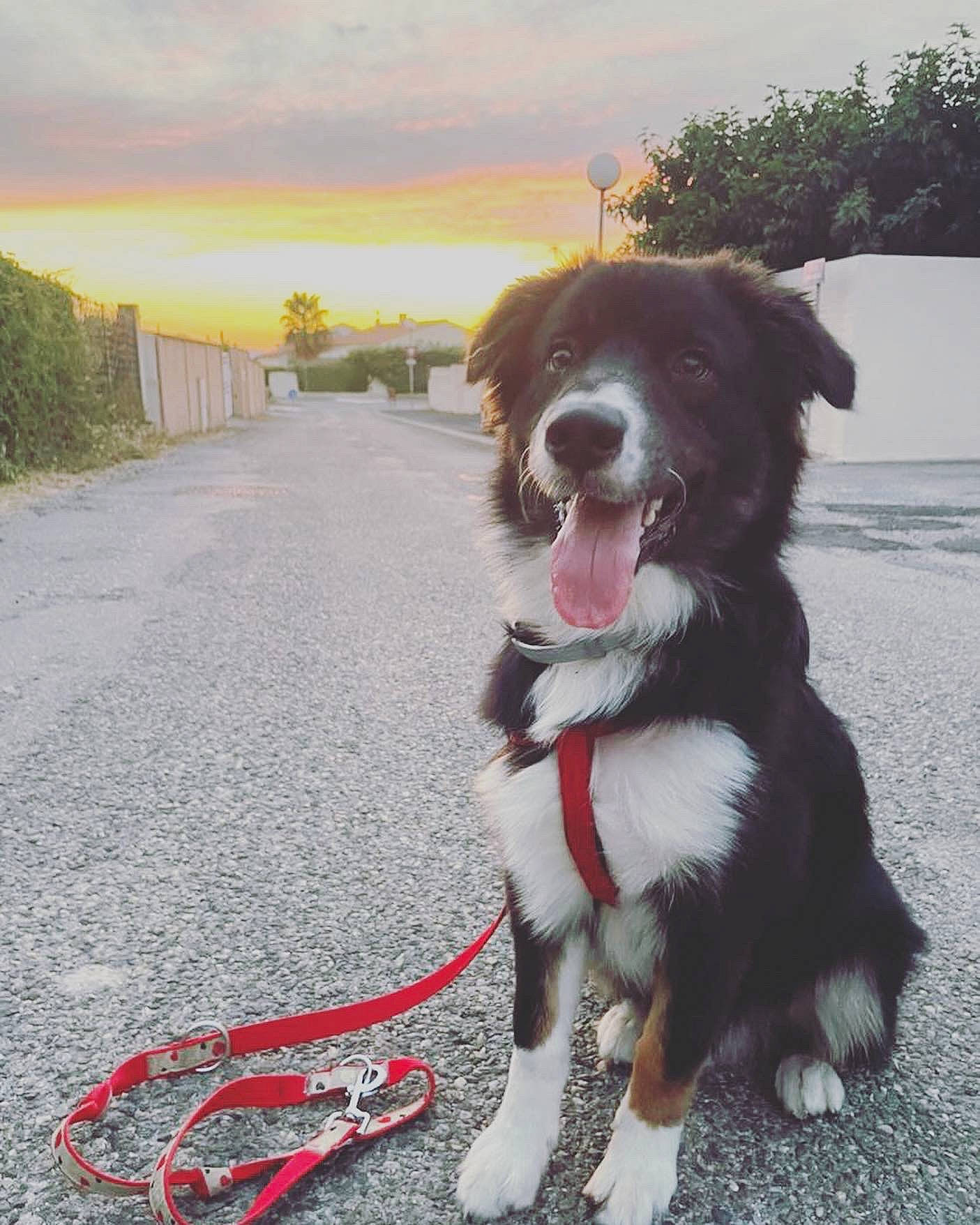 Thalès a rejoint le concours — aidez-le/la à gagner de superbes lots ! asphalt, canidae, carnivore, cloud, collar, companion_dog, dog, dog_breed, dog_collar, fashion_accessory, fur, gun_dog, leash, plant, sky, sporting_group, tail, tree, working_animal, working_dog