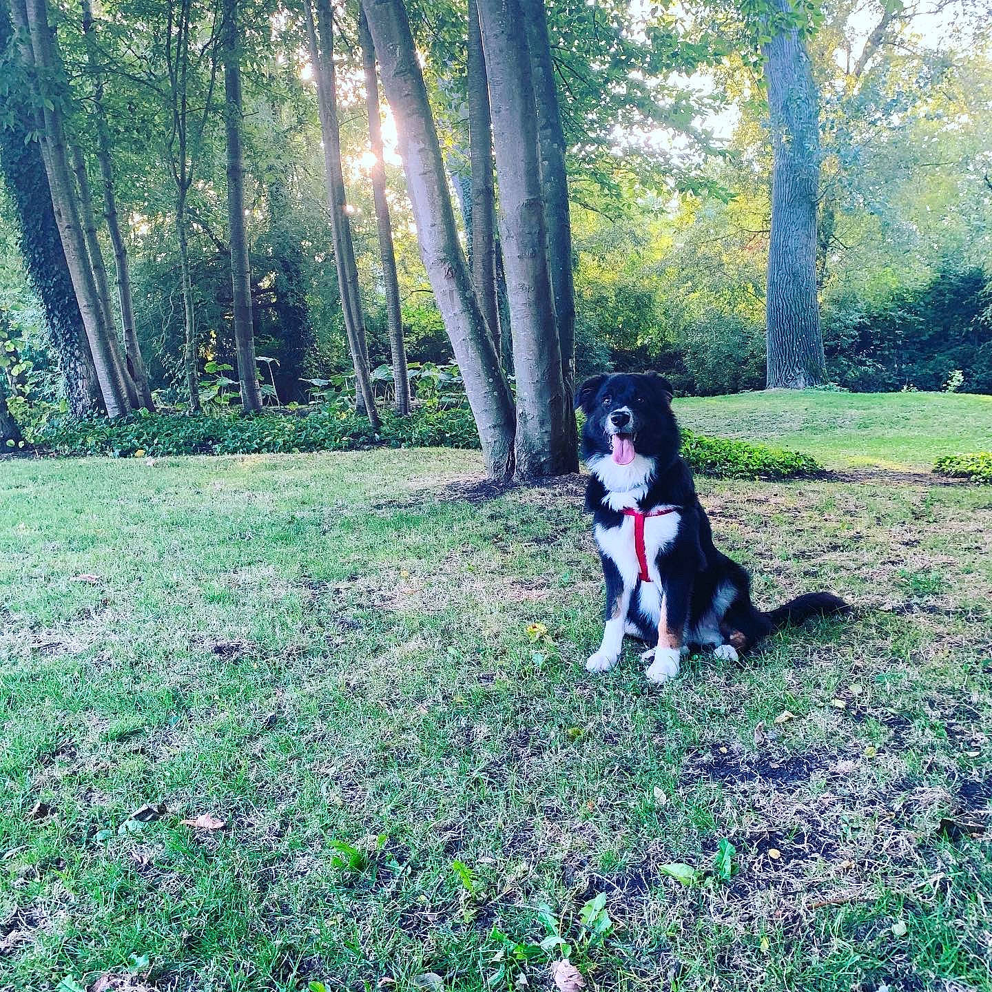 Thalès a rejoint le concours — aidez-le/la à gagner de superbes lots ! canidae, carnivore, companion_dog, dog, dog_breed, forest, grass, green, groundcover, happy, natural_landscape, people_in_nature, plant, recreation, shrub, sporting_group, tail, tints_and_shades, tree, woodland