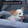 Cecilia Marie is registered to the contest to win money with this photo: animal, bandana, blanket, car_interior, car_seat, chihuahua, closeup, cozy, cute, dog, ears, fur, happy, pet_accessory, pets, seatbelt, small_dog, text_overlay, tongue_out, travel