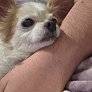 Cecilia Marie joined the competition — help win amazing prizes! animal, arm, blanket, closeup, comfort, companion, cozy, cute, dog, fluffy, fur, human_hand, indoor, paw, pet, relaxed, resting, sleepy, small_dog, snuggle
