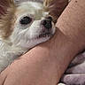 animal, arm, blanket, closeup, comfort, companion, cozy, cute, dog, fluffy, fur, human_hand, indoor, paw, pet, relaxed, resting, sleepy, small_dog, snuggle