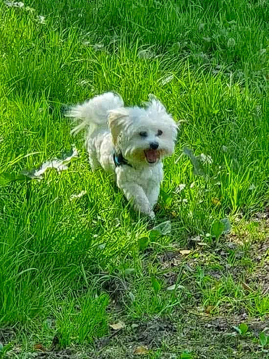 Olaf participe au concours pour gagner de l'argent avec cette photo : canidae, carnivore, cockapoo, companion_dog, dog, dog_breed, grass, groundcover, mal_shi, maltepoo, non_sporting_group, plant, poodle_crossbreed, shih_poo, small_terrier, sporting_group, terrier, toy_dog, water_dog, working_animal