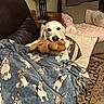 Layla joined the competition — help win amazing prizes! dog, golden_retriever, blanket, plush_toy, couch, living_room, lamp, pillow, carpet, furniture, cozy, indoor, pet, snuggling, animal, toy, relaxed, fur, comfort, home