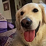 Layla joined the competition — help win amazing prizes! dog, golden_retriever, tongue_out, pet, indoor, cozy, blanket, floral_pattern, collar, tag, fur, cute, happy, animal, mammal, face, closeup, home, living_room, domestic