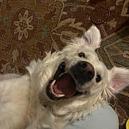 Layla is registered to the contest to win money with this photo: dog, white_dog, smiling, happy, pet, animal, ears, fur, lying_down, carpet, indoor, close_up, canine, playful, cute, tongue_out, domestic_animal, friendly, expression, nose