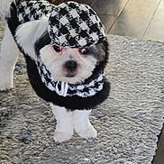 Keeko is registered to the contest to win money with this photo: dog, pet, costume, houndstooth, hat, black_and_white, fur, indoor, rug, floor, curious, small_dog, animal, cute, fashion, clothing, canine, standing, looking, home
