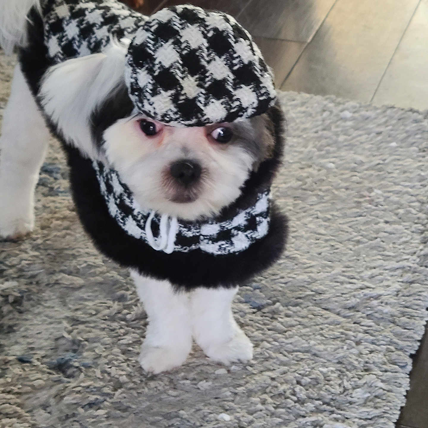 Keeko is registered to the contest to win money with this photo: animal, black_and_white, canine, clothing, costume, curious, cute, dog, fashion, floor, fur, hat, home, houndstooth, indoor, looking, pet, rug, small_dog, standing
