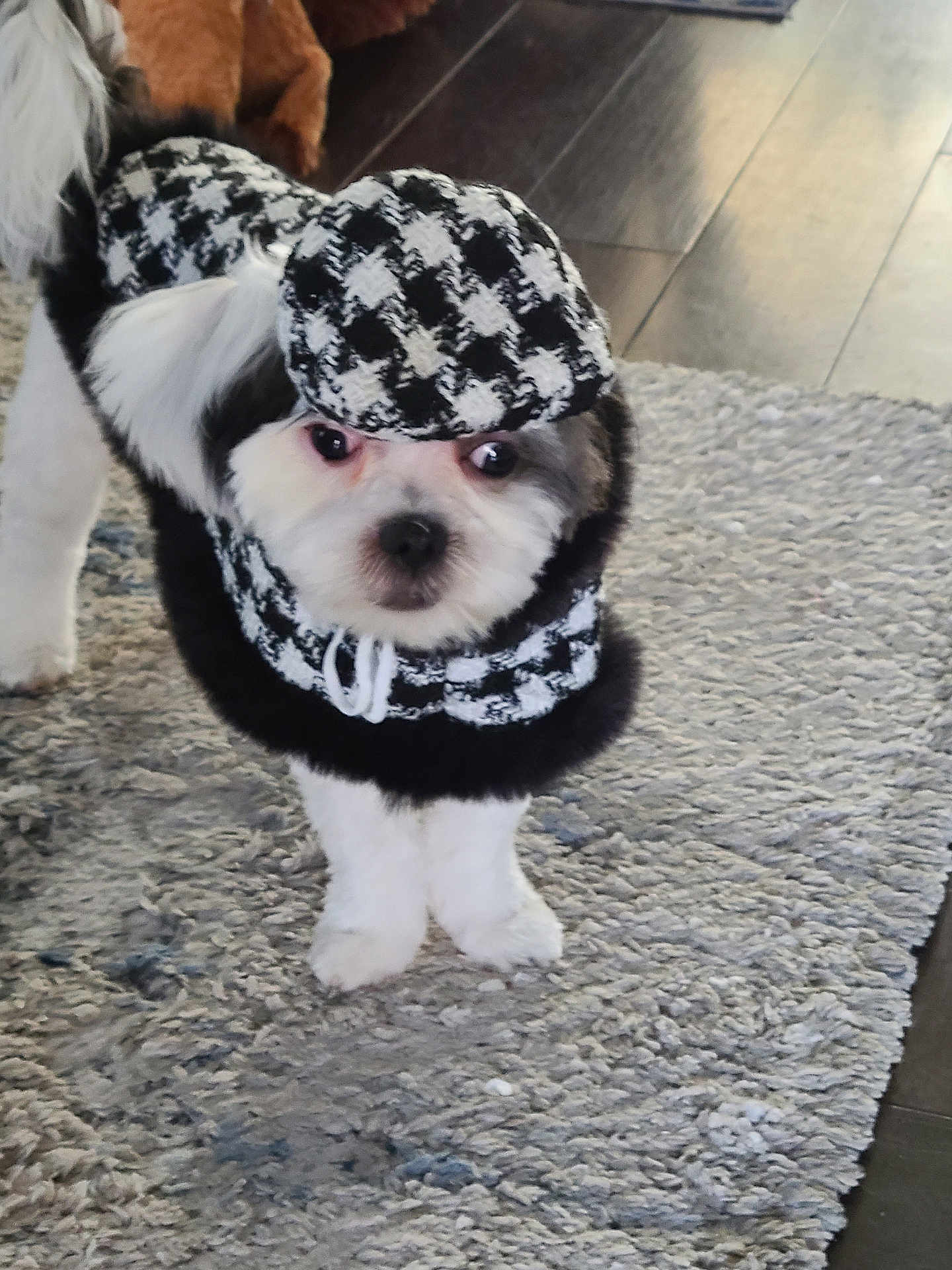 Keeko is registered to the contest to win money with this photo: dog, pet, costume, houndstooth, hat, black_and_white, fur, indoor, rug, floor, curious, small_dog, animal, cute, fashion, clothing, canine, standing, looking, home