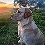 dog, golden_retriever, sunset, grass, outdoor, animal, pet, canine, nature, field, sky, tree, peaceful, evening, side_view, mammal, fur, watchful, calm, landscape
