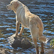 Buck joined the competition — help win amazing prizes! dog, golden_retriever, water, river, rocks, outdoor, animal, pet, standing, nature, fur, tail, muddy_paws, sunlight, reflection, daylight, grass, shore, canine, mammal