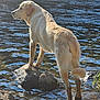 dog, golden_retriever, water, river, rocks, outdoor, animal, pet, standing, nature, fur, tail, muddy_paws, sunlight, reflection, daylight, grass, shore, canine, mammal
