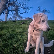 Emma joined the competition — help win amazing prizes! puppy, dog, grass, tree, outdoor, collar, nature, sky, young_animal, cute, pet, animal, sitting, field, daylight, canine, fur, leafless_tree, landscape, mammal