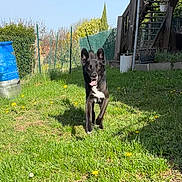 Pongo participe au concours pour gagner de l'argent avec cette photo : dog, black_dog, grass, yard, outdoor, sunny, dandelions, blue_sky, fence, wooden_stairs, barrel, pet, happy, running, tongue_out, ears_up, nature, daylight, greenery, playful