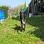 dog, black_dog, grass, yard, outdoor, sunny, dandelions, blue_sky, fence, wooden_stairs, barrel, pet, happy, running, tongue_out, ears_up, nature, daylight, greenery, playful