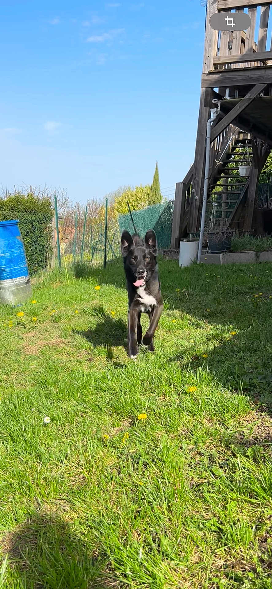 Pongo participe au concours pour gagner de l'argent avec cette photo : dog, black_dog, grass, yard, outdoor, sunny, dandelions, blue_sky, fence, wooden_stairs, barrel, pet, happy, running, tongue_out, ears_up, nature, daylight, greenery, playful