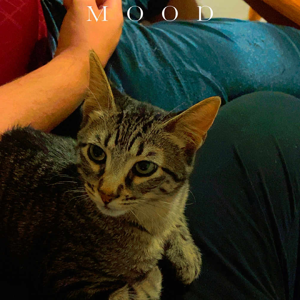Jumper joined the competition — help win amazing prizes! animal, arm, blue_pants, can, cat, clothing, cozy, domestic_animal, furniture, hand, indoor, lap, person, pet, relaxed, resting, sitting, tabby_cat, table, wooden_table