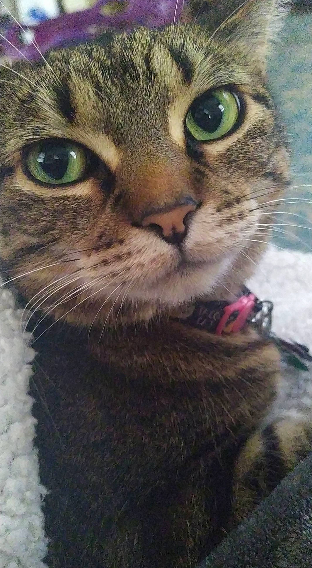 Tigerlilly joined the competition — help win amazing prizes! carnivore, cat, close_up, domestic_short_haired_cat, felidae, fur, grass, photography, small_to_medium_sized_cats, snout, terrestrial_animal, whiskers