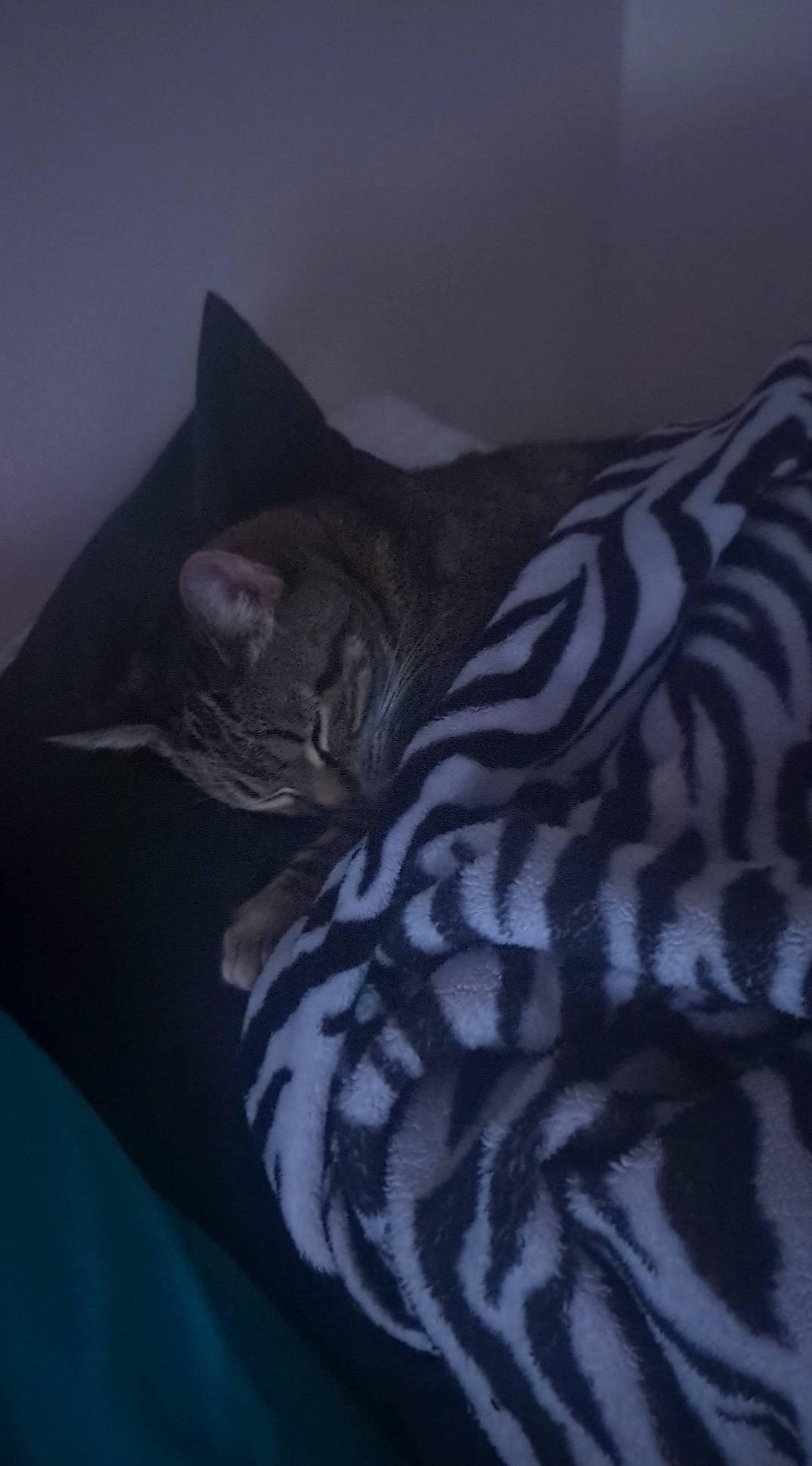 Tigerlilly joined the competition — help win amazing prizes! big_cats, carnivore, cat, comfort, darkness, domestic_short_haired_cat, electric_blue, felidae, fur, grey, linens, monochrome_photography, pattern, room, small_to_medium_sized_cats, snout, terrestrial_animal, whiskers