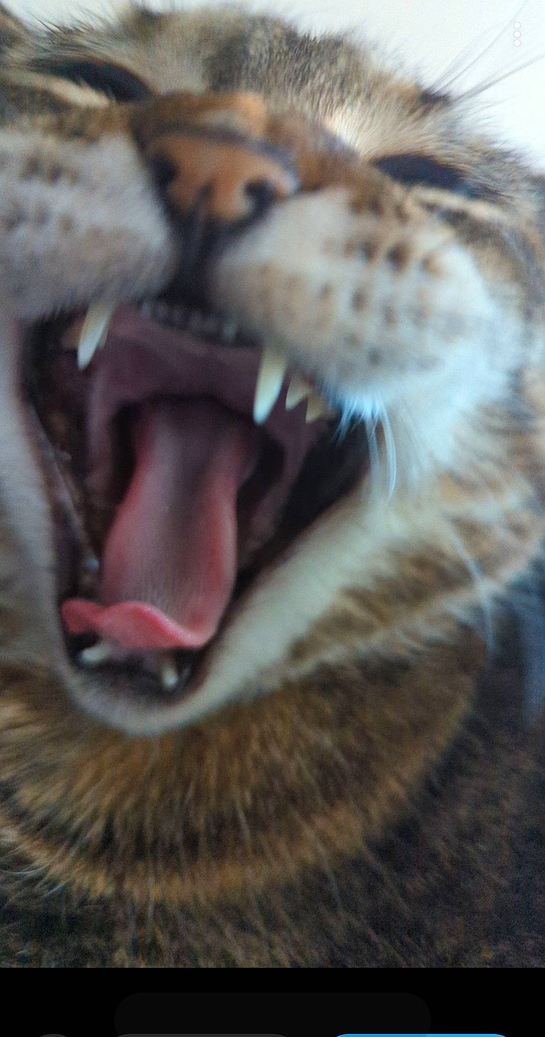 Tigerlilly joined the competition — help win amazing prizes! big_cats, carnivore, cat, claw, domestic_short_haired_cat, fang, felidae, fur, iris, jaw, leopard, mammal, paw, roar, small_to_medium_sized_cats, snout, terrestrial_animal, whiskers, wildlife, yawn