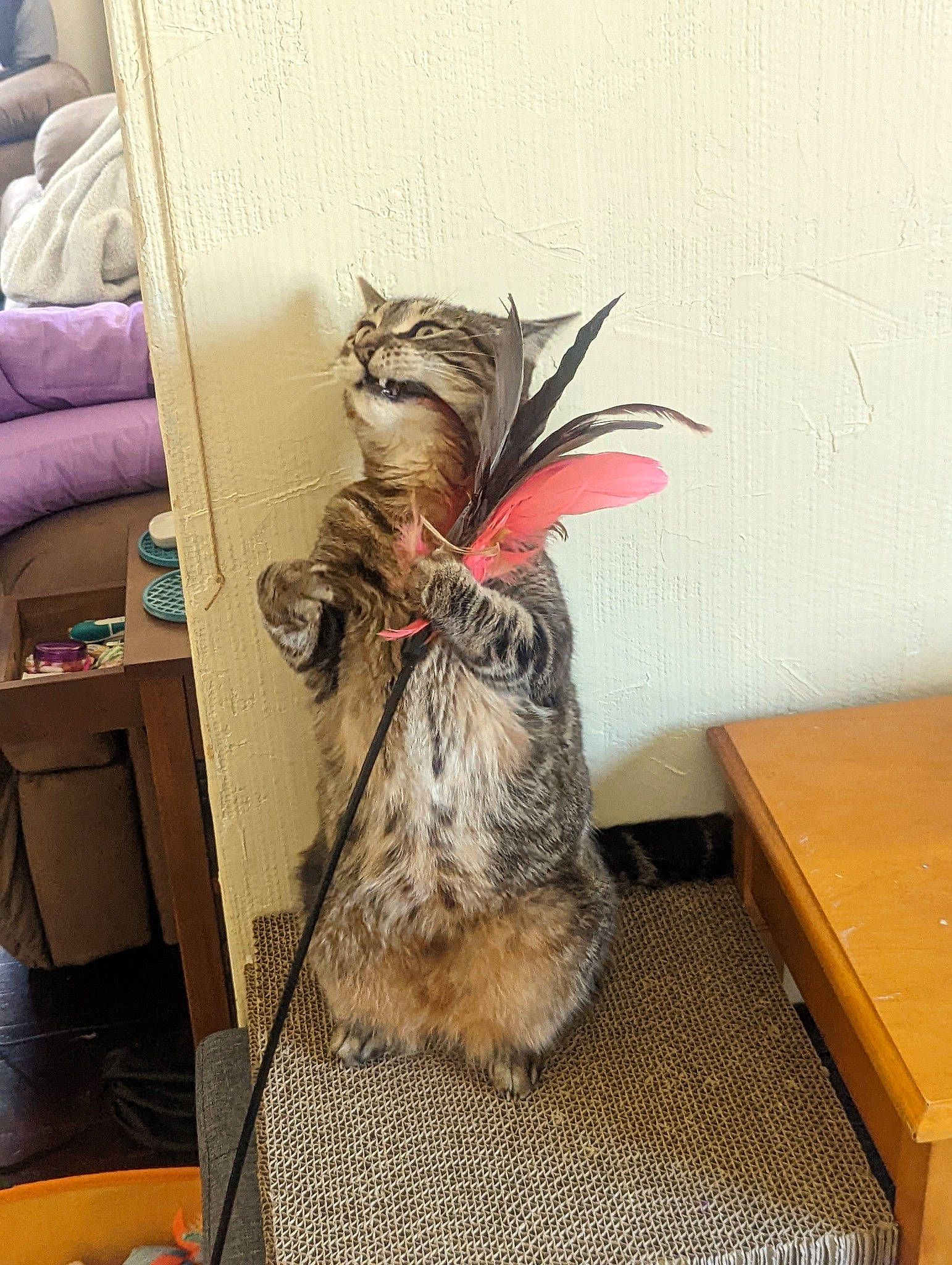 Tigerlilly is registered to the contest to win money with this photo: box, cardboard, carnivore, cat, desk, domestic_short_haired_cat, fawn, felidae, fur, hardwood, mammal, paw, small_to_medium_sized_cats, snout, table, tail, varnish, whiskers, wood