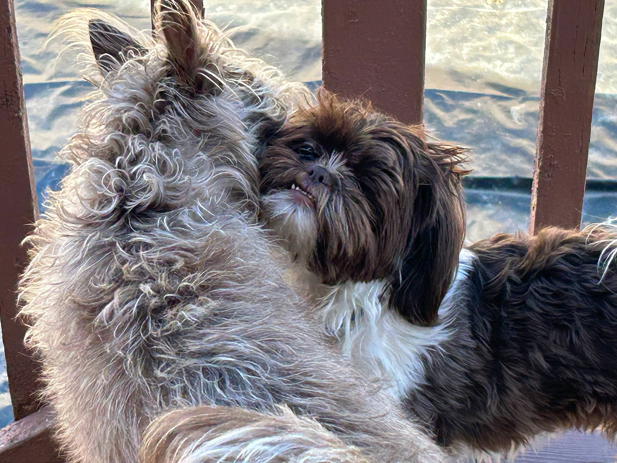 Wierdo is registered to the contest to win money with this photo: canidae, carnivore, companion_dog, dog, dog_breed, dog_collar, dog_supply, fur, liver, maltepoo, shih_poo, small_terrier, snout, sporting_group, tail, terrier, toy_dog, water_dog, working_animal, yorkipoo