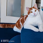 Remus a rejoint le concours — aidez-le/la à gagner de superbes lots ! animal, cat, couch, cozy, curious, domestic_cat, ears, eyes, fur, furniture, home, indoor, mammal, orange_and_white_cat, pet, portrait, relaxed, resting, tail, whiskers