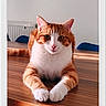 animal, cat, close_up, cozy, cute, domestic_cat, ears, feline, fur, home, indoor, looking_at_camera, orange_cat, paws, pet, resting, table, whiskers, white_cat, wooden_table