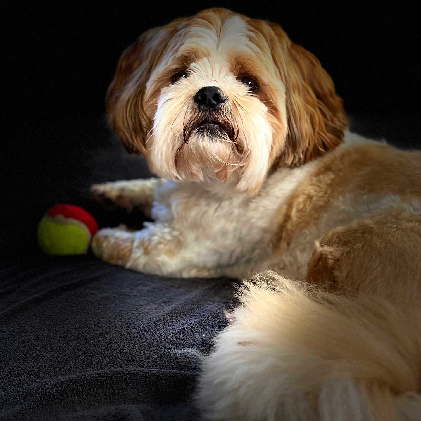 Scouby participe au concours pour gagner de l'argent avec cette photo : animal, ball, canine, cockerspaniel, couch, dog, football, furniture, indoors, pet, poodle, puppy, soccer, soccerball, sphere, sport, tennis, tennisball, terrier, whitedog
