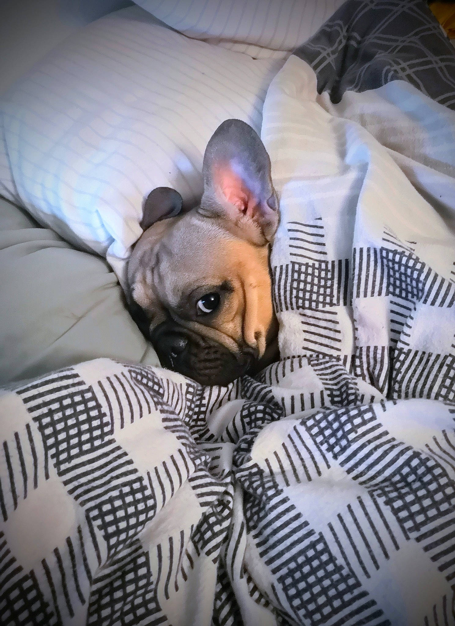 Indiana a rejoint le concours — aidez-le/la à gagner de superbes lots ! bedding, canidae, carnivore, comfort, companion_dog, dog, dog_breed, dog_supply, ear, fawn, felidae, fur, grey, linens, pillow, snout, sporting_group, toy_dog, whiskers, working_animal