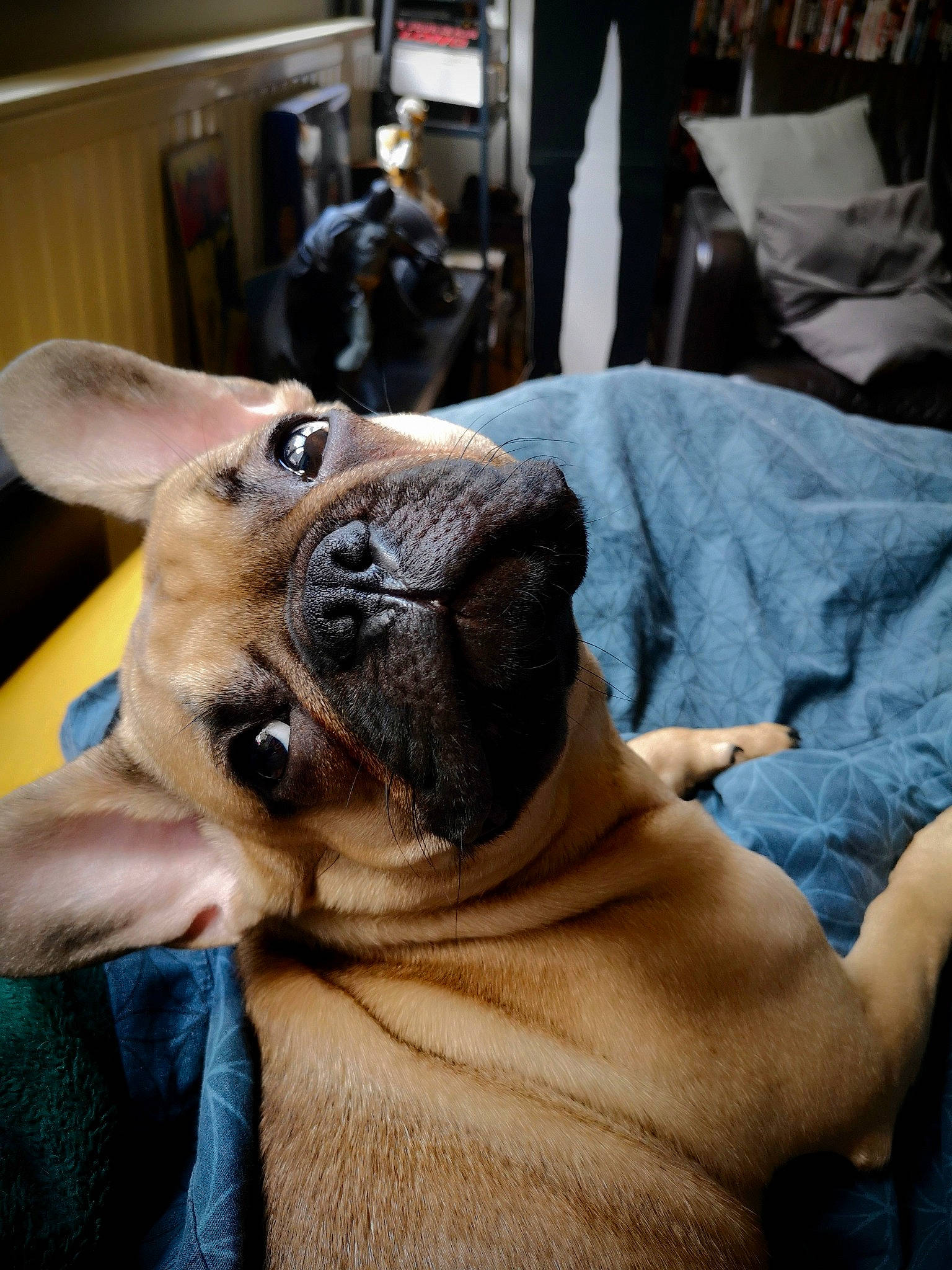 Indiana participe au concours pour gagner de l'argent avec cette photo : canidae, carnivore, comfort, companion_dog, couch, dog, dog_breed, ear, fawn, fur, guard_dog, sitting, snout, sporting_group, street_fashion, terrestrial_animal, toy_dog, whiskers, working_animal, wrinkle