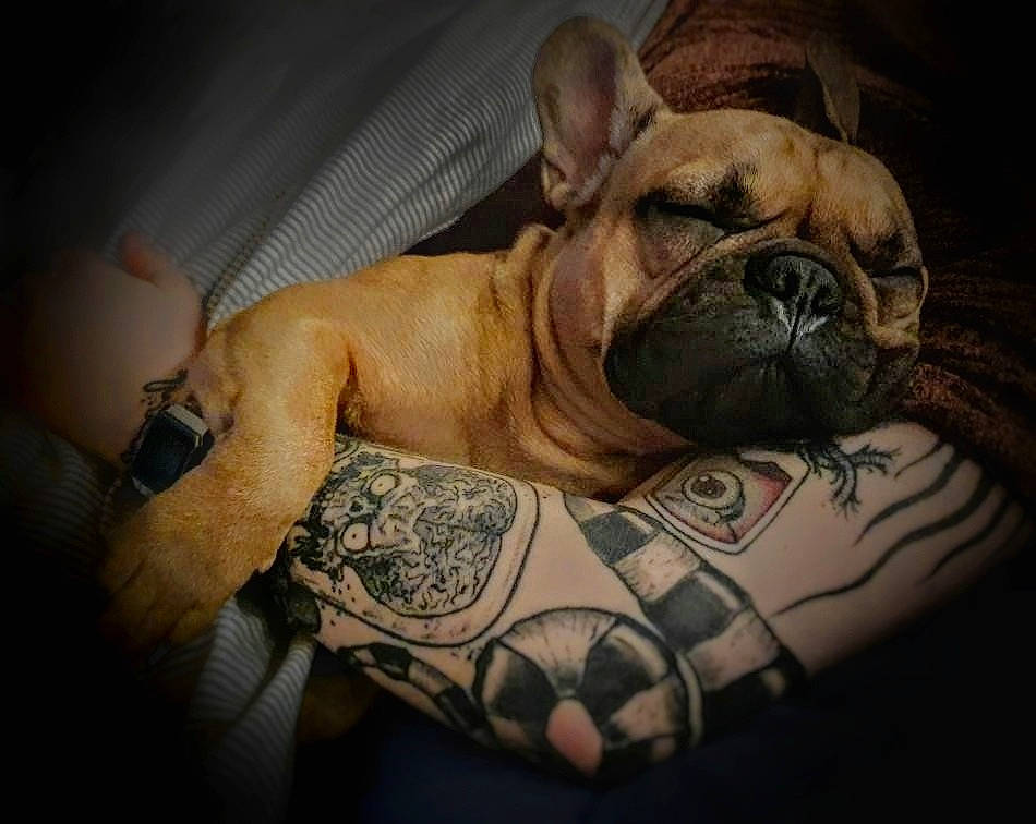 Indiana a rejoint le concours — aidez-le/la à gagner de superbes lots ! bored, bulldog, canidae, carnivore, comfort, companion_dog, dog, dog_breed, fawn, molosser, nap, paw, snout, sporting_group, terrestrial_animal, toy_dog, whiskers, wood, working_animal, wrinkle