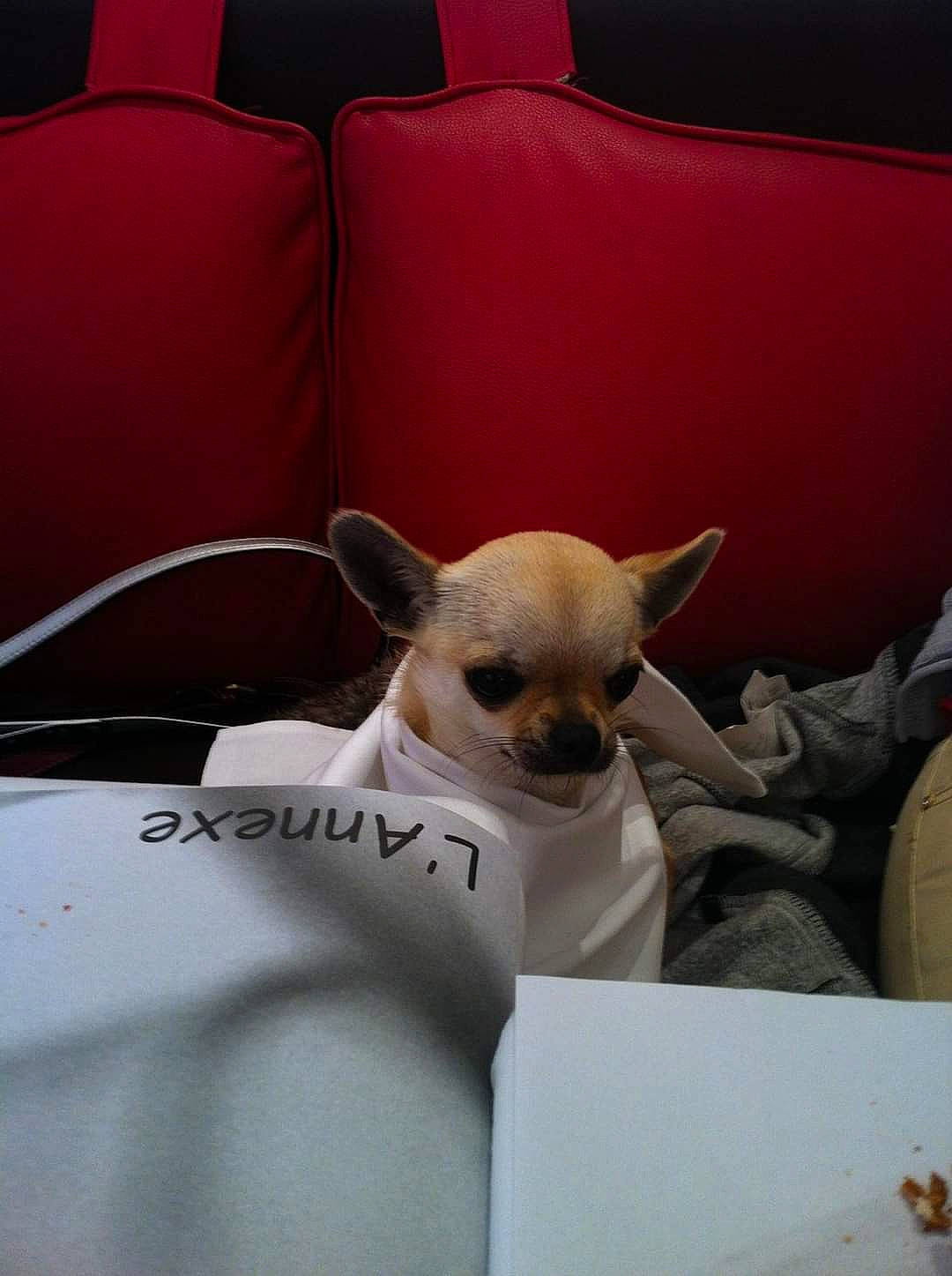 Hawaï participe au concours pour gagner de l'argent avec cette photo : canidae, carmine, carnivore, comfort, companion_dog, dog, dog_breed, drinkware, eyewear, fawn, fur, linens, sitting, snout, sporting_group, terrestrial_animal, toy_dog, whiskers, windshield, working_animal