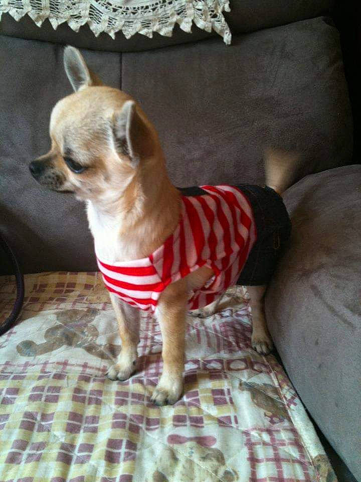 Hawaï participe au concours pour gagner de l'argent avec cette photo : canidae, carmine, carnivore, chihuahua, companion_dog, couch, dog, dog_breed, dog_clothes, dog_supply, fawn, fur, pet_supply, snout, sporting_group, tail, terrestrial_animal, toy_dog, whiskers, working_animal