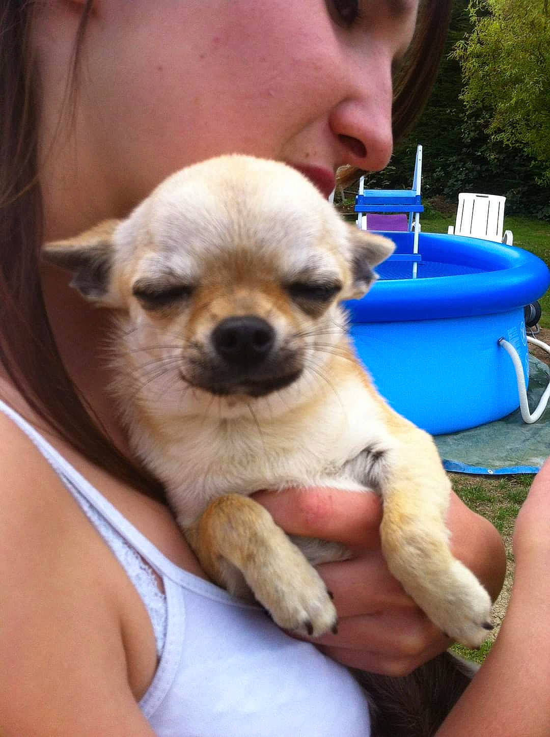 Hawaï participe au concours pour gagner de l'argent avec cette photo : blue, canidae, carnivore, chair, companion_dog, corgi_chihuahua, dog, dog_breed, ear, fawn, fur, non_sporting_group, plant, puppy, snout, sporting_group, terrestrial_animal, toy_dog, whiskers, working_animal