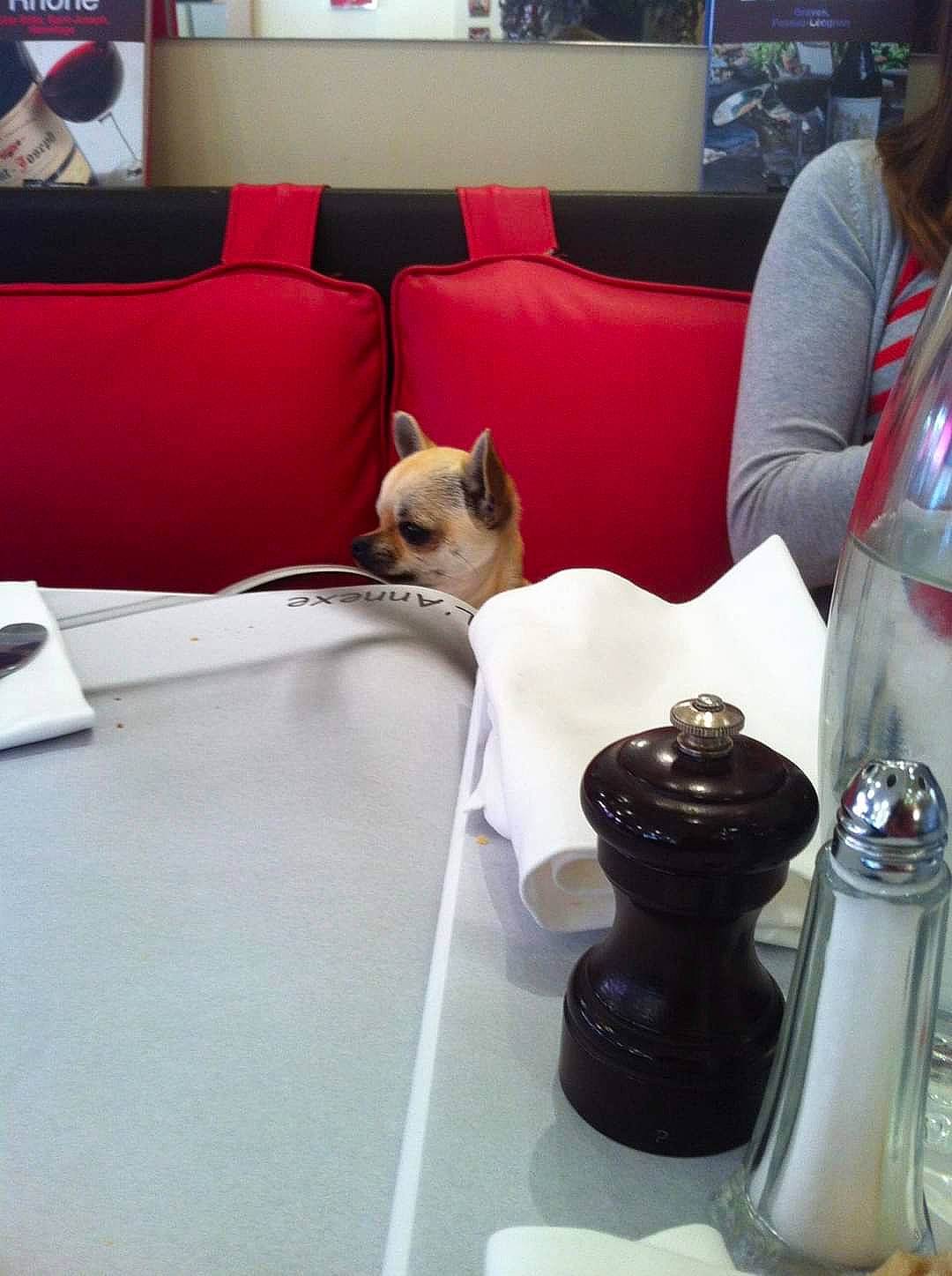 Hawaï a rejoint le concours — aidez-le/la à gagner de superbes lots ! barware, carnivore, comfort, companion_dog, couch, dog, dog_breed, drinkware, felidae, flooring, interior_design, kitchen_appliance, living_room, plastic_bottle, salt_and_pepper_shakers, serveware, studio_couch, table, tableware, water_bottle